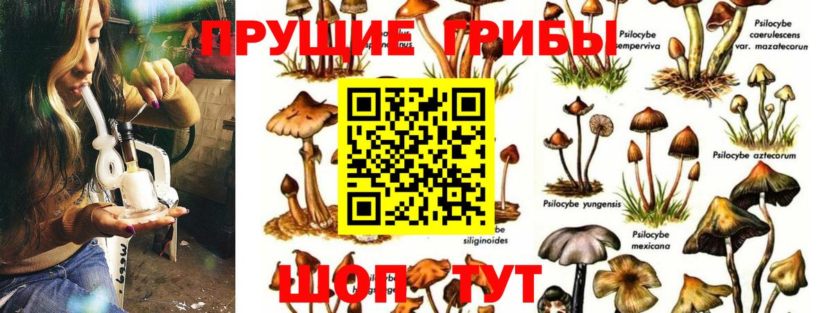 Псилоцибиновые грибы Psilocybe  дарнет шоп  Славянск-на-Кубани  Вход с VPN 